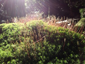 みどりの日の由来を子ども向けに解説！国民の休日はどこへ行った？