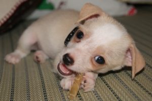 子どものガム何歳から食べて大丈夫？飲み込んでも大丈夫？