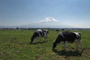 牛乳と加工乳って何が違う？子供に飲ませるならどっち？