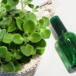 ハッカ油を使った虫よけスプレーの作り方。この夏、効果的な使い方もご紹介！