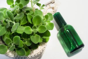 ハッカ油を使った虫よけスプレーの作り方。この夏、効果的な使い方もご紹介！