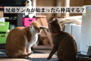 兄弟ゲンカが始まったら親は仲裁する？無視する？そもそも喧嘩の原因は？