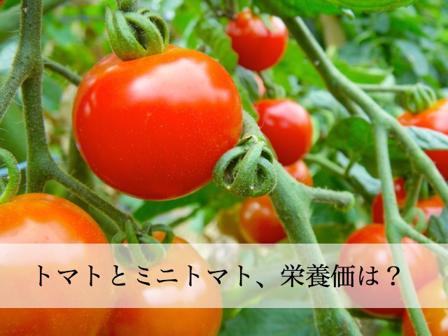 ミニトマトと普通のトマトってどっちが栄養価が高いのでしょうか？
