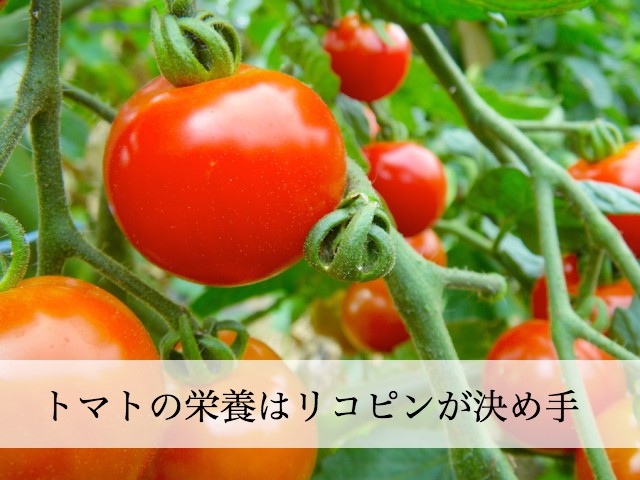 トマトの栄養は老化防止に効果あり。リコピンを上手に摂取するコツは？