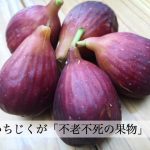 いちじくの栄養は女性に効果大！不老長寿の果物と呼ばれる理由とは？