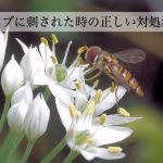 アブに刺されたらどう対処すれば正解？患部を洗う？冷やした方がいい？