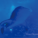 のとじま水族館のジンベエザメがすごい！リニューアルや割引情報もお届け！