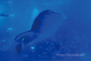 のとじま水族館のジンベエザメがすごい！リニューアルや割引情報もお届け！